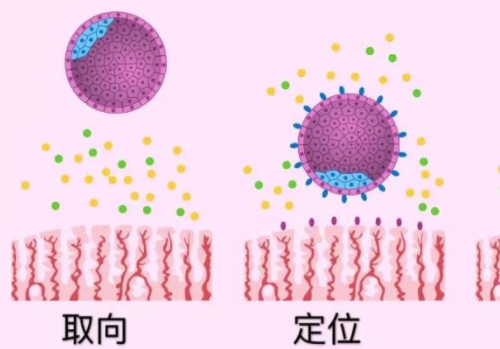 泰国试管翻译公司？​